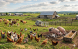 За личните стопанства