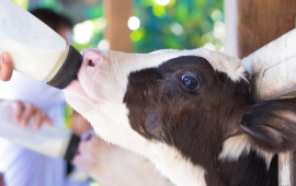 Млекозаместители