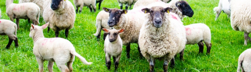 Овце лактиращи 18% СП