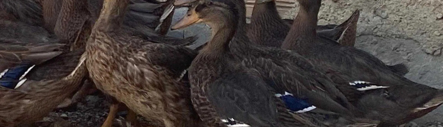Патици гроуер