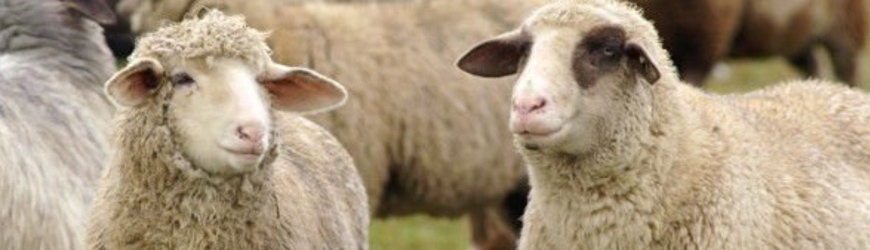 Овце сухостойни